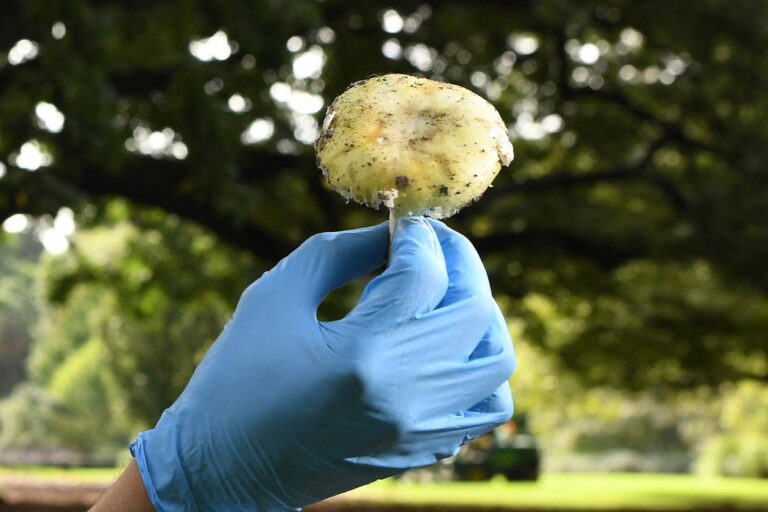 AUSTRALIA-PLANT-MUSHROOM